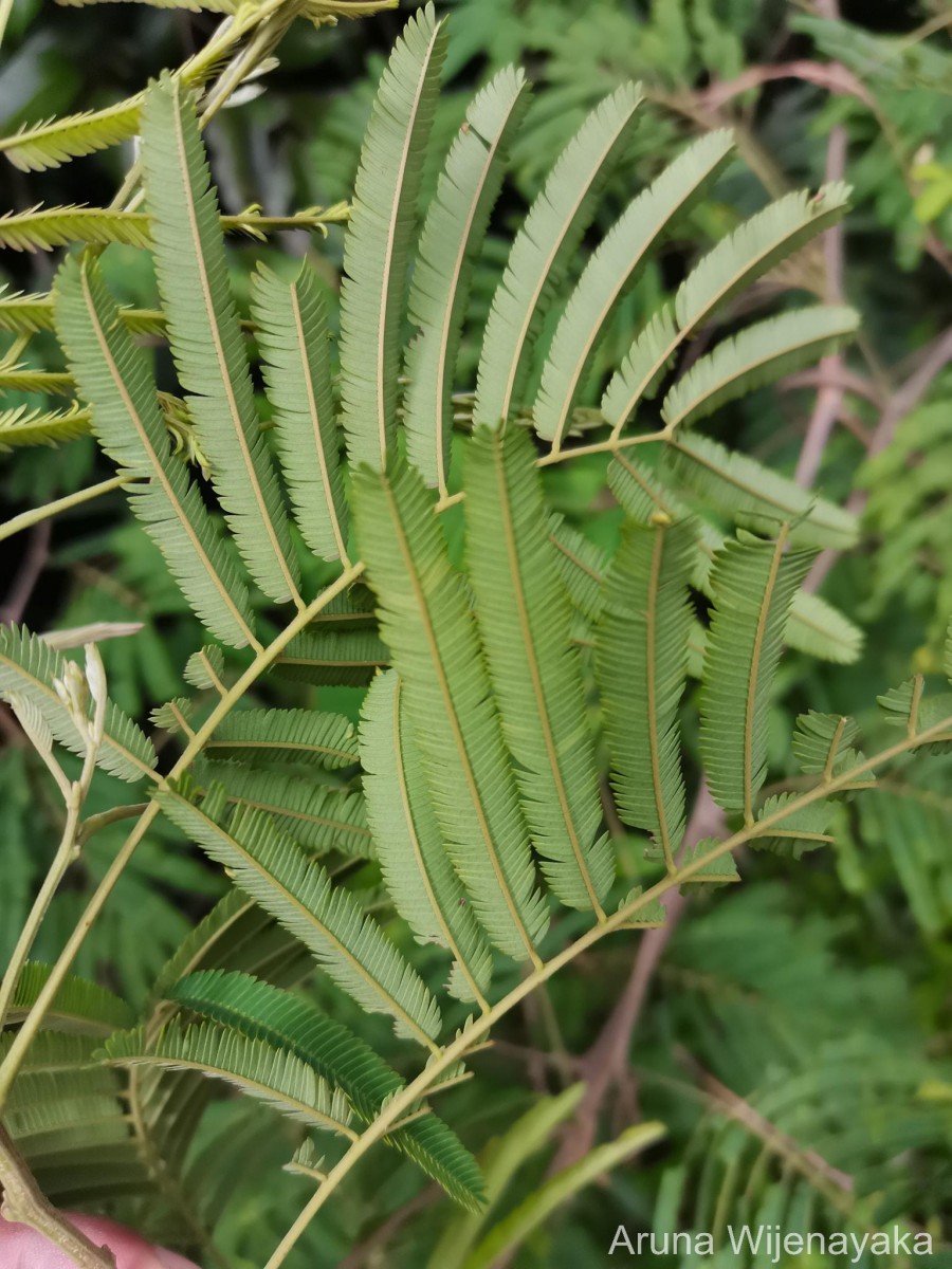 Senegalia lankaensis (Kosterm.) Ragup., Seigler, Ebinger & Maslin